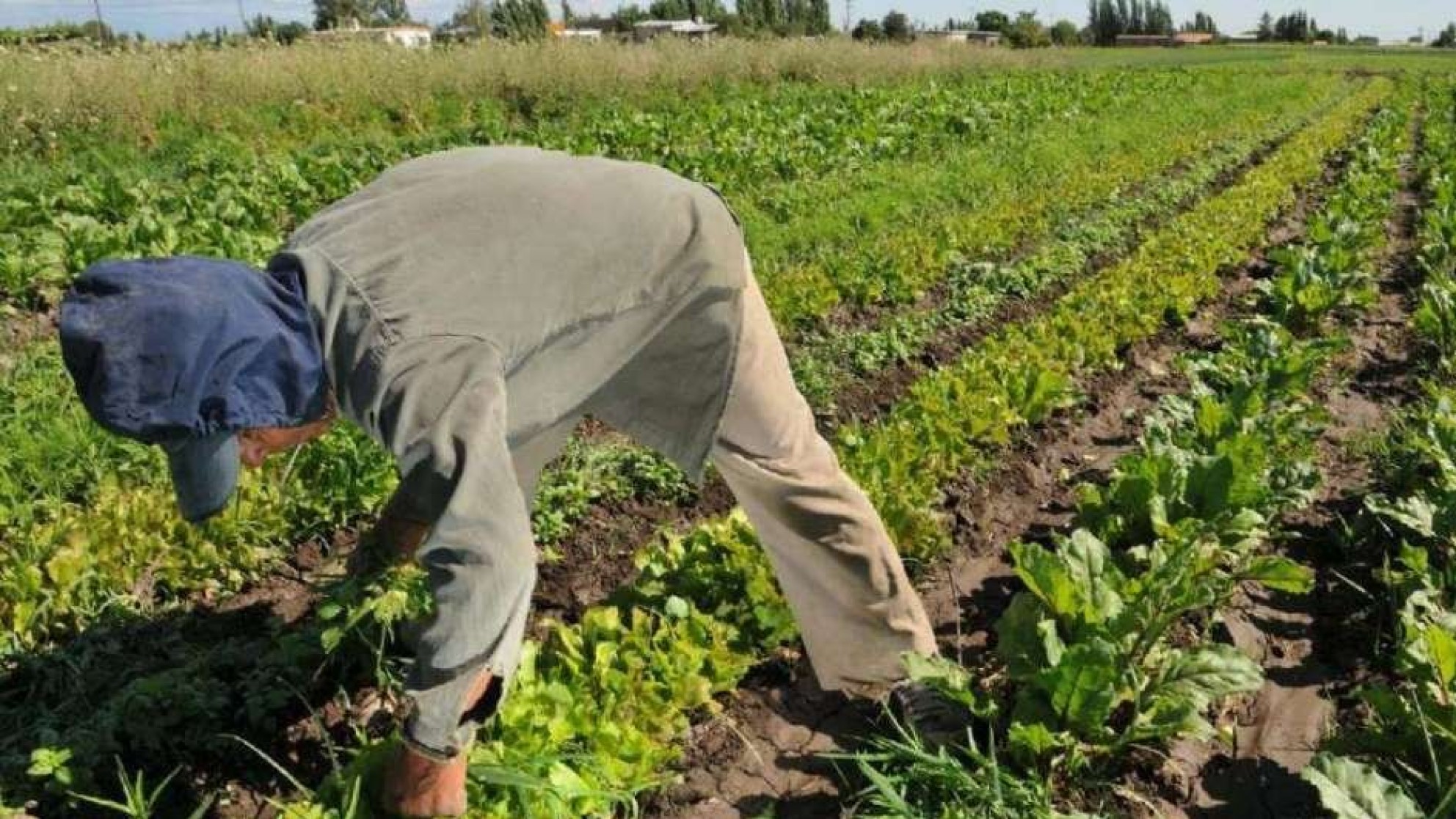 Economía abre el registro para liquidar la primera tanda de pagos del Seguro Agrícola
